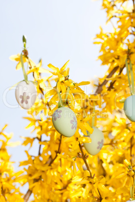 easter egg and forsythia tree in spring outdoor