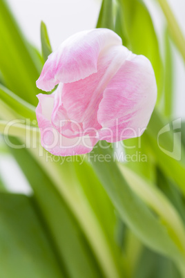 Spring background of dainty pink tulips