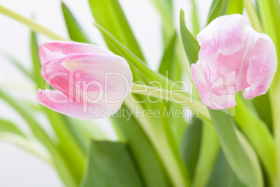 Spring background of dainty pink tulips