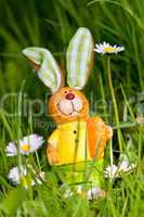 easter bunny outdoor in spring