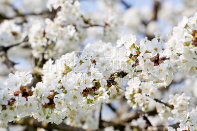 beautiful white blossom in spring outdoor