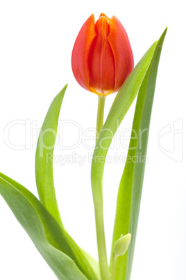 Beautiful fresh red tulips for a loved one