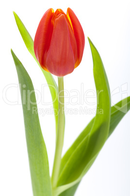 Beautiful fresh red tulips for a loved one