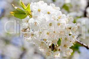 beautiful white blossom in spring outdoor