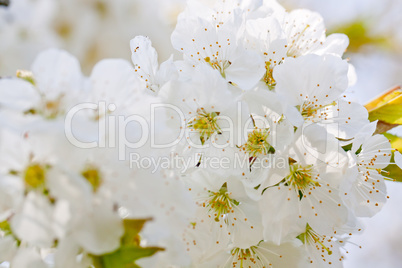 beautiful white blossom in spring outdoor