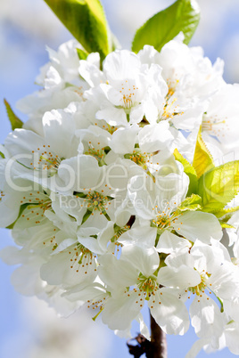 beautiful white blossom in spring outdoor