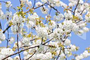 beautiful white blossom in spring outdoor
