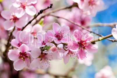 cherry blossom and blue sky in spring