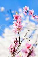 cherry blossom and blue sky in spring