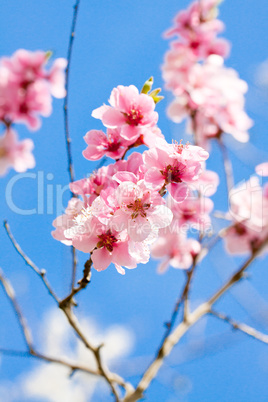 cherry blossom and blue sky in spring