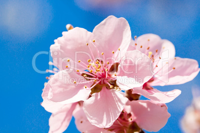 cherry blossom and blue sky in spring