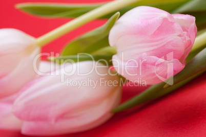 Spring background of dainty pink tulips