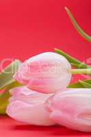 Spring background of dainty pink tulips