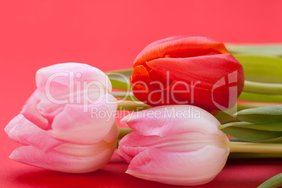 Spring background of dainty pink tulips