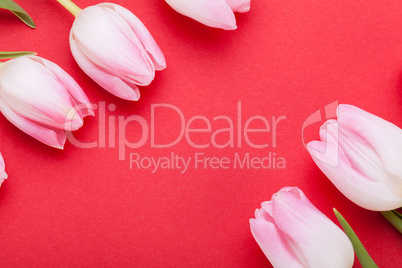 Spring background of dainty pink tulips