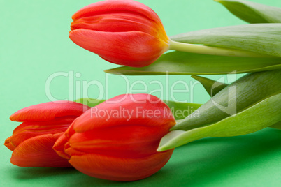 Beautiful fresh red tulips for a loved one