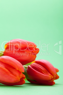 Beautiful fresh red tulips for a loved one