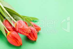 Beautiful fresh red tulips for a loved one