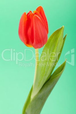Beautiful fresh red tulips for a loved one