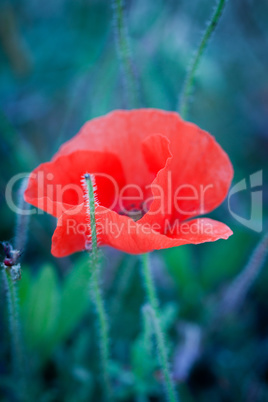 beautiful red poppy poppies in green and blue closeup