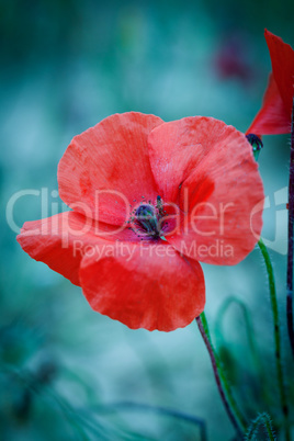beautiful red poppy poppies in green and blue closeup