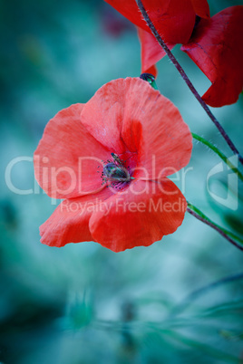 beautiful red poppy poppies in green and blue closeup