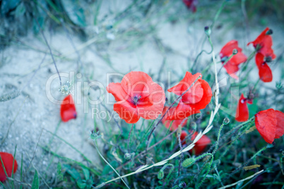 beautiful red poppy poppies in green and blue closeup