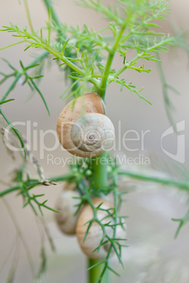 brown snail sitting on geen tree macro closeup