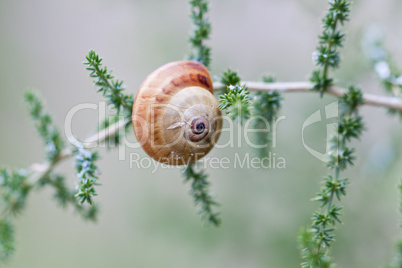 brown snail sitting on geen tree macro closeup