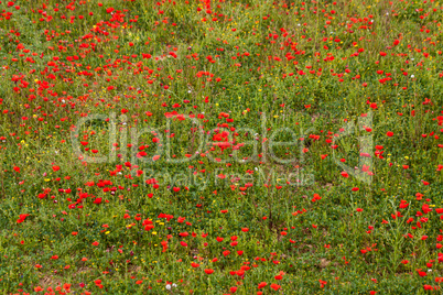 beautiful poppy field in red and green landscape