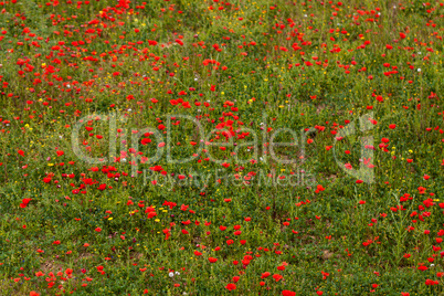 beautiful poppy field in red and green landscape