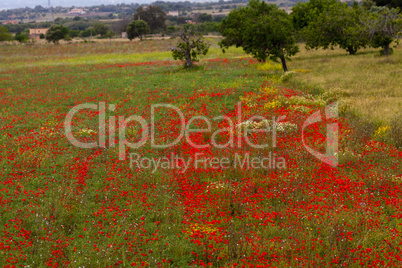 beautiful poppy field in red and green landscape