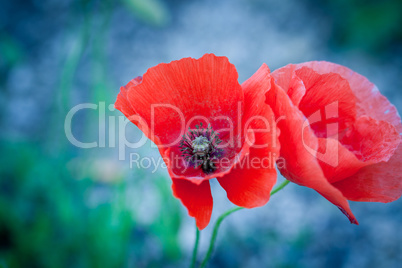 beautiful red poppy poppies in green and blue closeup