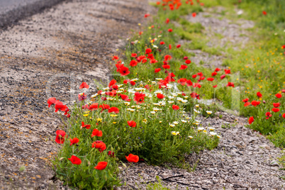 beautiful poppy field in red and green landscape