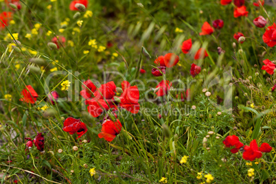 beautiful poppy field in red and green landscape