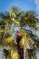 Tropical green palm trees in Bali, Indonesia