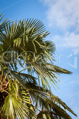 Tropical green palm trees in Bali, Indonesia