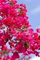 beautiful pink magenta bougainvillea flowers and blue sky