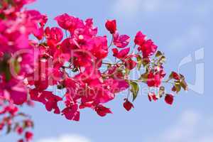 beautiful pink magenta bougainvillea flowers and blue sky