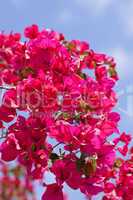 beautiful pink magenta bougainvillea flowers and blue sky