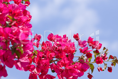 beautiful pink magenta bougainvillea flowers and blue sky