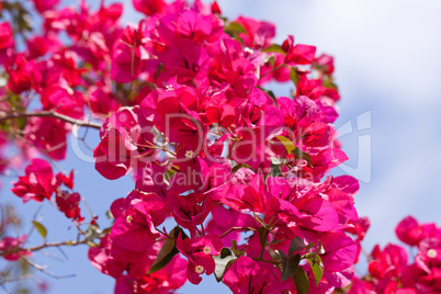 beautiful pink magenta bougainvillea flowers and blue sky
