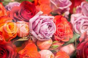 Bunches of colorful roses