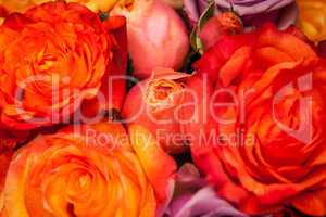 Bunches of colorful roses