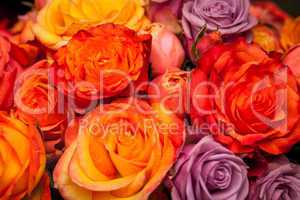 Bunches of colorful roses