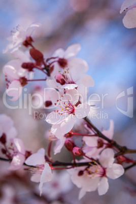 Beautiful pink spring cherry blossom