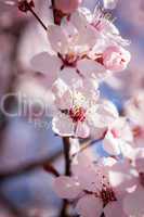 Beautiful pink spring cherry blossom