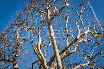 Tracery of leafless branches against a blue sky