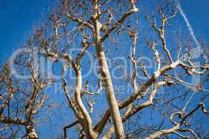 Tracery of leafless branches against a blue sky