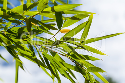 Fresh green leaves against a cloudy blue sky